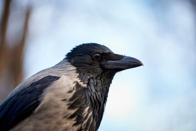 Close-up of a bird looking away