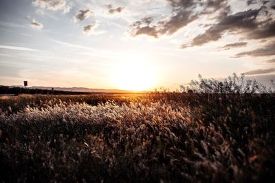 Scenic view of field against sky during sunset