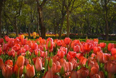 Tulips in park