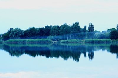 Reflection of trees in calm lake