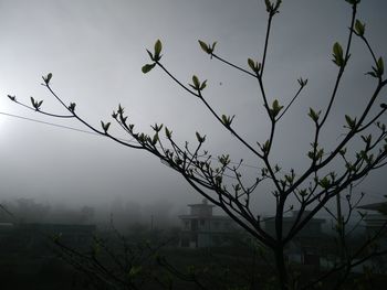 Low angle view of silhouette tree against sky