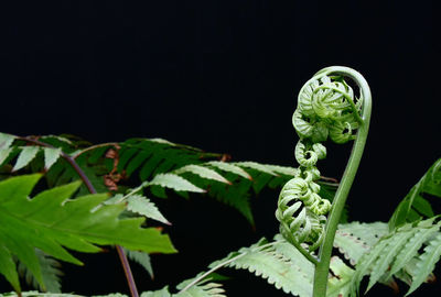 Close-up of ferns