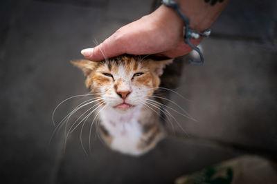 Close-up of hand touching cat