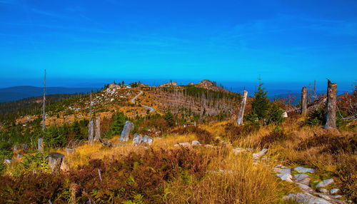 Plants growing on land against blue sky