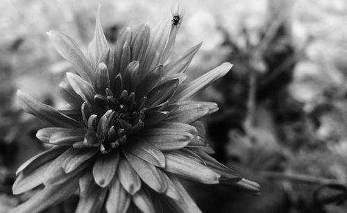 Close-up of flowers