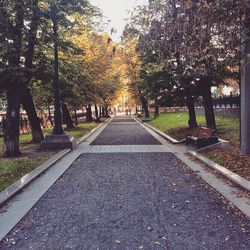 Trees in park