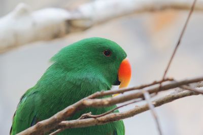 Close-up of parrot