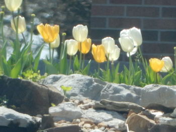 Close-up of yellow flower blooming