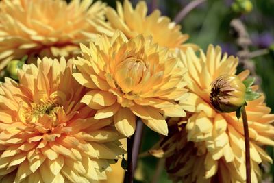 Close-up of bee pollinating on flower