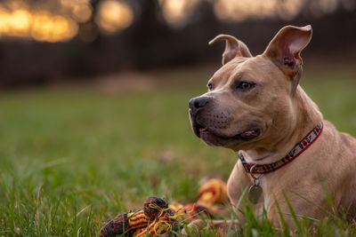 dog