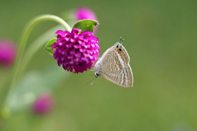 Close-up of butterfly pollinating on flower