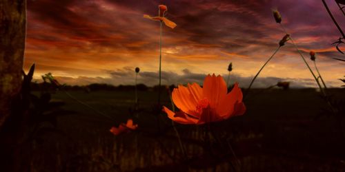 Orange flower growing on field against sky during sunset