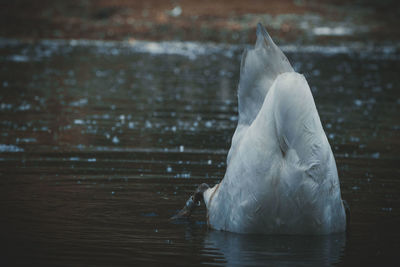 Swan in a lake