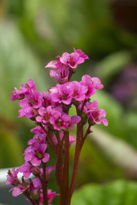 Close-up of pink flowering plant