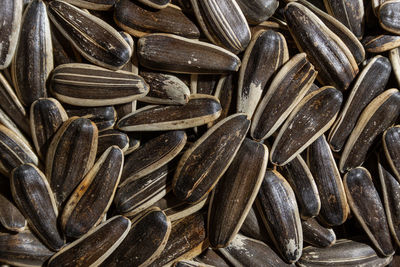 sunflower seed