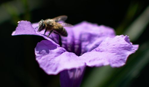 Close-up of bee on purple flower