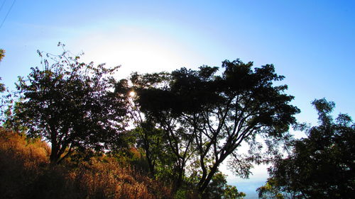 Low angle view of trees against blue sky