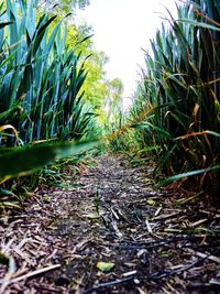 Plants growing on field