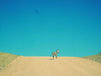 Zebra against clear blue sky