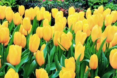 Close-up of tulips blooming in field