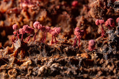 soil