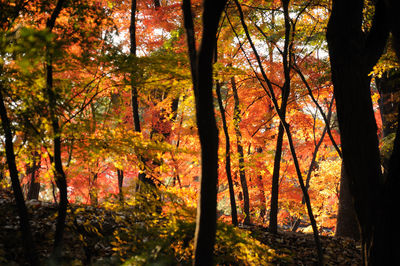 Trees in forest