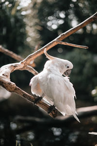 Close-up of bird perching on branch