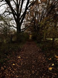 Trees in forest during autumn