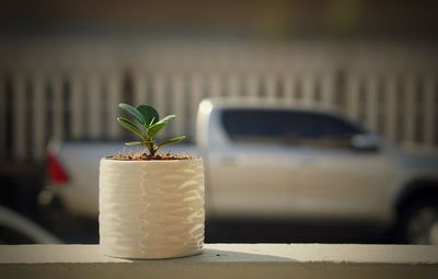 Close-up of potted plant