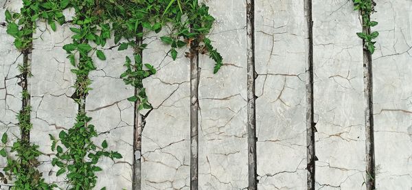 Ivy growing on wall