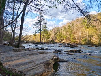 Scenic view of river amidst trees in forest against sky