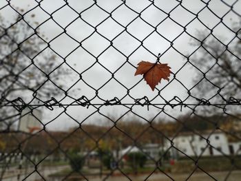 Autumn leaves on chainlink fence