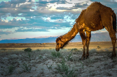 Horse on field against sky