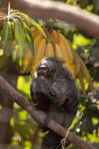 Female white-faced saki sits in a cage in captivity