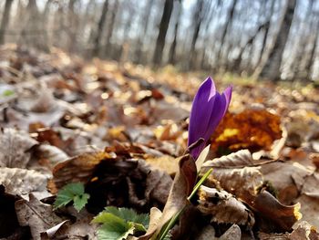 Close-up of purple crocus flowers on field