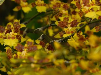 Close-up of yellow flowering plant