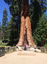 Full length of woman standing on tree trunk