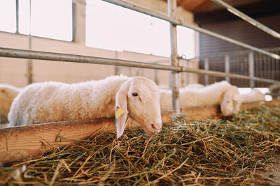 Close-up of sheep in pen