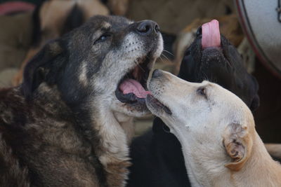 Close-up of dog