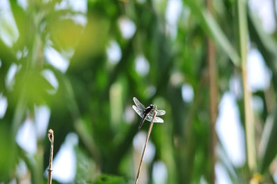 Close-up of dragonfly on plant