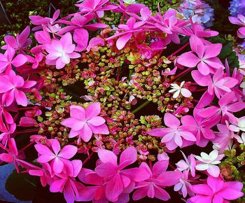 High angle view of pink flowering plant in park