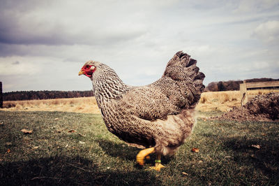 Side view of chicken on grassy field