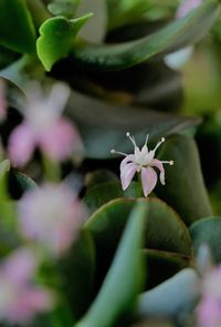 Close-up of purple flowering plant