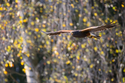 Bird flying against blurred background