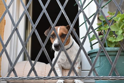 Close-up of dog behind metal fence on window