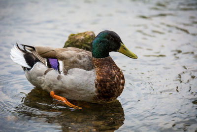 Close-up of mallard duck