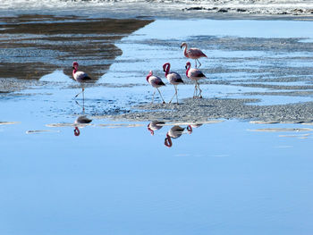 View of birds on beach