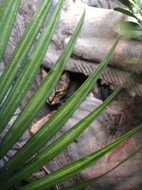 Full frame shot of lizard on leaf