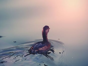 Duck swimming on lake against sky during sunset