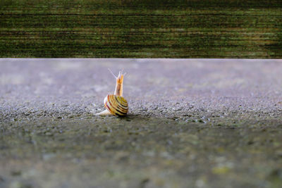 Close-up of snail on footpath